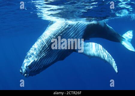 Humpback whales: Megaptera novaeangliae are gentle higher level migratory mammals who sing complex songs and can grow up to 15m (50ft) in length. Stock Photo
