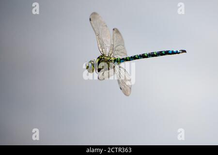 Macro shot of a dragonfly in flight over a pond Stock Photo