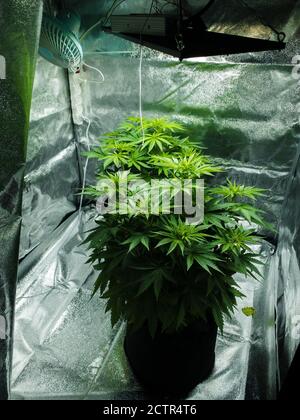 Indoors marijuana growing, using ventilator and lights Stock Photo