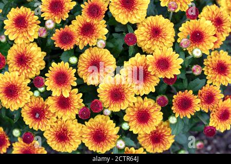 Vitamum Series Chrysanthemum (Chrysanthemum × morifolium 'Starspot') - North Carolina Arboretum, Asheville, North Carolina, USA Stock Photo