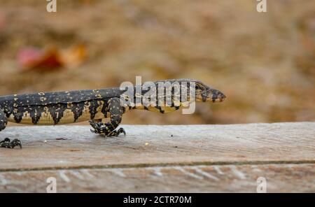 Asian baby water lizard on a wood platform near river in srilankan river. srilankan wild life Stock Photo