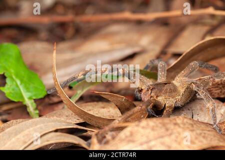 brazilian wandering spider on hand