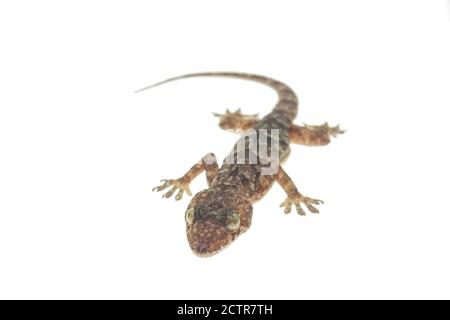 House gecko on white background Stock Photo