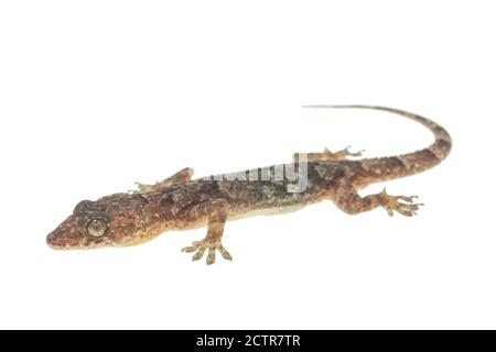 House gecko on white background Stock Photo