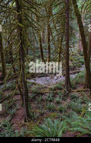 Small creek runs through lush temperate rainforest in Goldstream Provincial Park, Langford near Victoria, BC.  Moss grows thick on tree branches Stock Photo