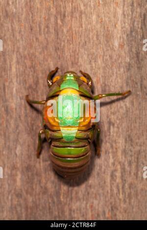 Cicada molting exuvia emerging shell Stock Photo