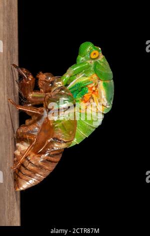 Cicada molting exuvia emerging shell Stock Photo