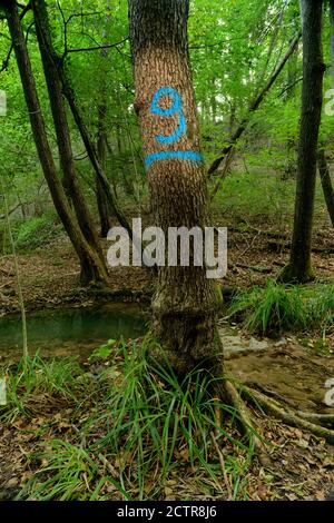 Tree with the number nine written on the trunk Stock Photo