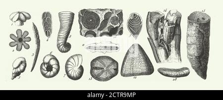 Historic Vintage, Fossils of the Cretaceous System, Fossils, a Skeleton, and Veins of Ore Engraving Antique Illustration, Published 1851 Stock Photo