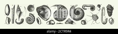 Historic Vintage, Fossils of the Cretaceous system, Fossils, a Skeleton, and Veins of Ore Engraving Antique Illustration, Published 1851 Stock Photo