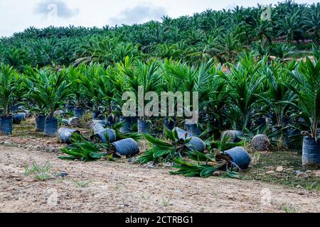 Interior of a palm oil plantation Sabah Borneo a ...