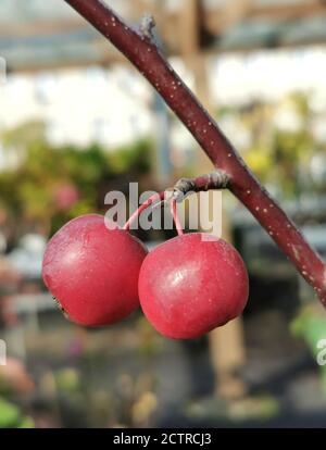 Two small apples on the tree Stock Photo