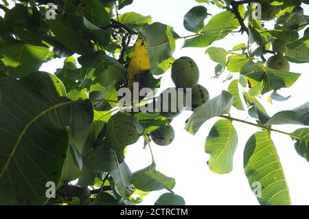 branches of a walnut tree with green fruits and green leaves Stock ...