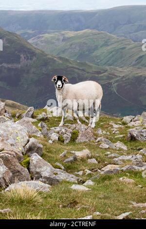 Swaledale sheep in the Lake District at the summit of St Sunday Crag, Patterdale, Cumbria, England, UK Stock Photo