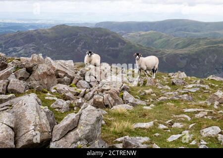 Lake District sheep - St Sunday Crag summit - two Swaledale sheep, Patterdale, Lake District, Cumbria, England, UK Stock Photo