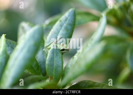 A Pacific Treefrog (Pseudacris regilla) hides among Rhododendron leaves in a garden in Victoria, British Columbia, Canada on Vancouver island. Stock Photo