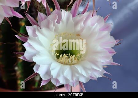 Beautiful large flowers of the Echinopsis cactus close up Stock Photo