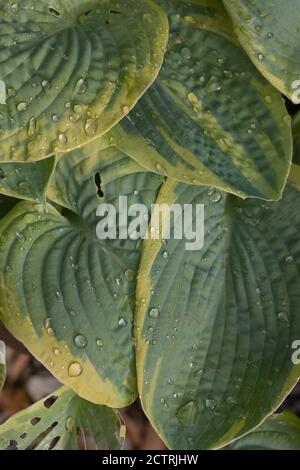 Plantain Lily, Hosta sp., rain drops on ribbed, veined, ovate outline, variegated, leaves. Stock Photo
