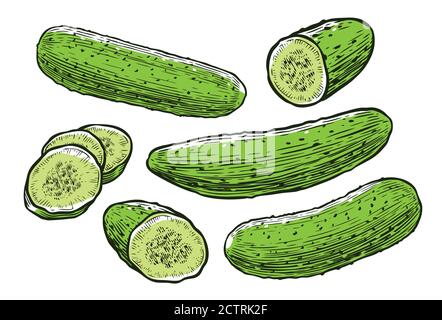 Cucumbers. Fresh vegetables, food vector illustration Stock Vector