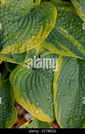 Plantain Lily, Hosta sp., rain drops on ribbed, veined, ovate outline, variegated, leaves. Stock Photo