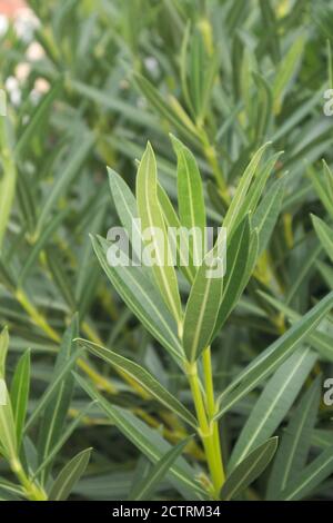 Branches of Oleander (Nerium oleander), a plant with green leaves and stems that are highly toxic to people Stock Photo
