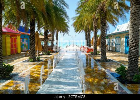 Waltez plant on the Caribbean island of sint maaten Stock Photo