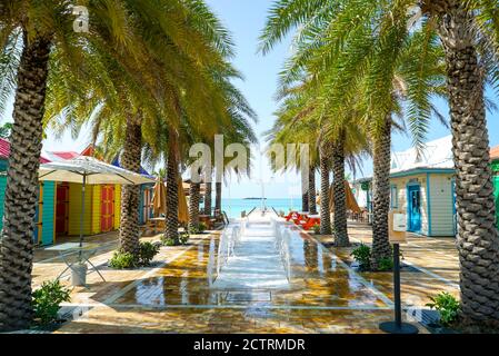 Waltez plant on the Caribbean island of sint maaten Stock Photo