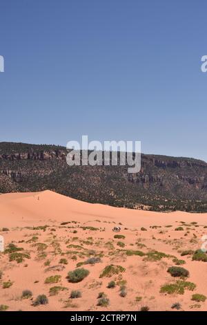 Kanab, UT. U.S.A. 8/12/2020. Coral Pink Sand Dunes State Park. Natures handiwork formed the dunes by erosion of pink-colored Navajo Sandstone. Stock Photo