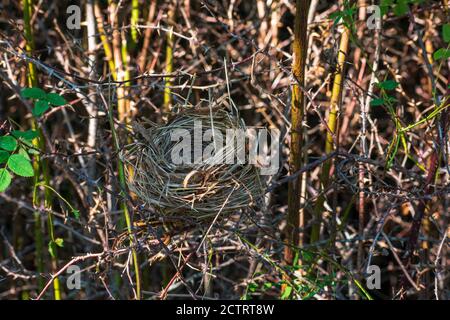 Empty Bird Nest in a tree Stock Photo