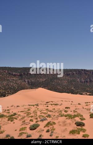 Kanab, UT. U.S.A. 8/12/2020. Coral Pink Sand Dunes State Park. Natures handiwork formed the dunes by erosion of pink-colored Navajo Sandstone. Stock Photo