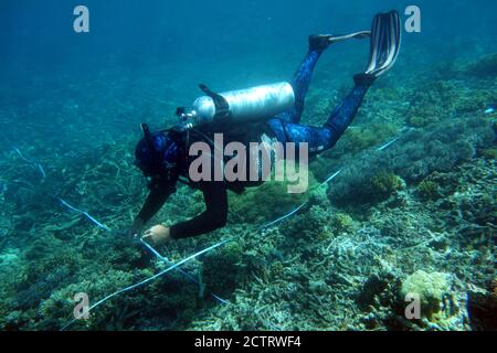 Scientific scuba diver collecting data along transect tape, Great Barrier Reef, Queensland, Australia. No MR or PR Stock Photo