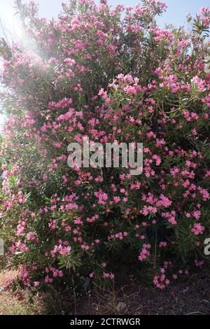 Flower bush nerium oleander apocynaceae family frangokastelo crete island high quality print Stock Photo