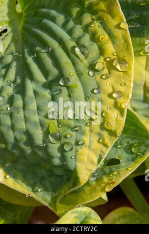 Plantain Lily (Hosta sp.), rain drops on ribbed, veined, ovate outline, variegated, overlapping leaves. Foliage. Close up. Stock Photo