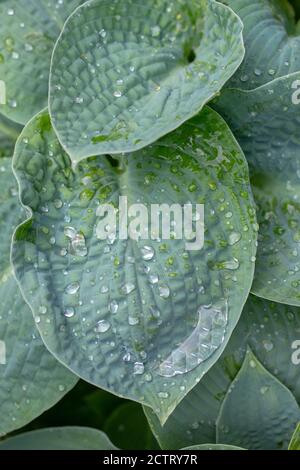 Plantain Lily (Hosta sp.), rain drops on ribbed, veined, ovate outline, green, overlapping leaves. Foliage. Close up. Stock Photo