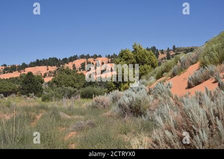 Kanab, UT. U.S.A. 8/12/2020. Coral Pink Sand Dunes State Park. Natures handiwork formed the dunes by erosion of pink-colored Navajo Sandstone. Stock Photo