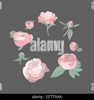 Vector illustration of peonies in pastel colors. Background for design Stock Vector