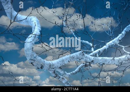 White silver birch branch set against a blue sky with white clouds Stock Photo