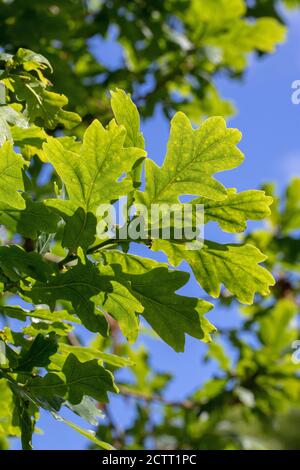 English Oak Tree (Quercus robur). Undersid view of  a short branch of spring green leaves seen against a blue sky. Sun light cast leaf shape shadows c Stock Photo