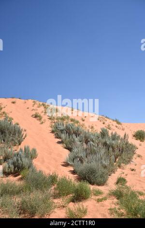 Kanab, UT. U.S.A. 8/12/2020. Coral Pink Sand Dunes State Park. Natures handiwork formed the dunes by erosion of pink-colored Navajo Sandstone. Stock Photo