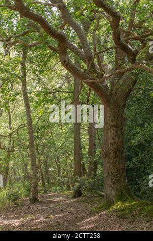 Oak Trees (Quercus robur). Downy Birch  and Holly. Each indicative of a natural succession to climax state of woodland vegetation. Wetland to woodland. Stock Photo