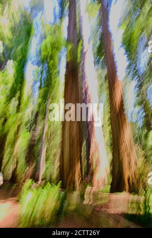 Shades of green, brown and blue captured by vertical panning of tall California Redwood trees with ferns on the forest floor.  Image is abstract.