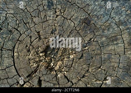 The background image of the year long rings of the cross sawed tree, the old rotten stump. Stock Photo