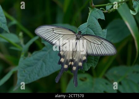 A butterfly known as the Chinese Windmill (Byasa alcinous) on a leaf in a forest  Kanagawa, Japan. Stock Photo