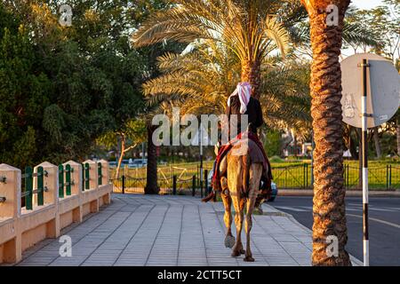 A Jordanian man wearing traditional Arabic clothes is riding a dromedary camel on a side walk in Aqaba, Jordan at sunset. There are date palms planted Stock Photo