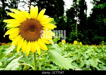 Blooming sunflowers facing the sun in a sunflower field Stock Photo - Alamy