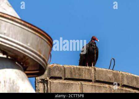 A big Turkey Vulture (Cathartes aura) is perching on the roof of a silo made of stone bricks at an abandoned farmhouse. There are rusty metal elements Stock Photo