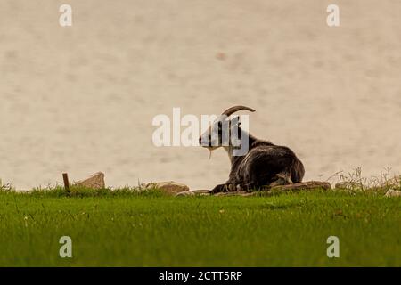 A scenic view of a farm by the river where a black and white goat with horns is lying on the grass and looking at water at sunset. A concept image for Stock Photo