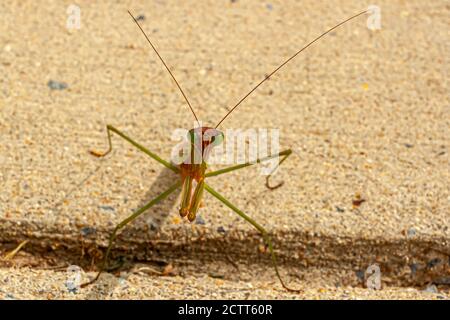 Close up isolated view of an adult male Tenodera sinensis sinensis (Chinese Mantis) on concrete ground. The insect is seen at the attacking stance wit Stock Photo