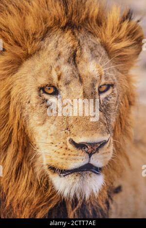 Africa, Tanzania, Head of male African Lion (Panthera leo)