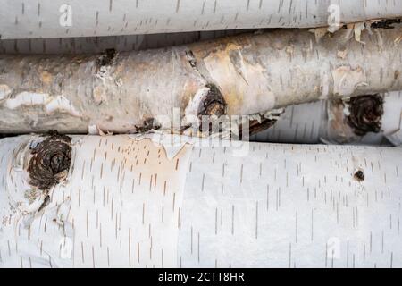 Logs from a birch tree and its branches, still covered in their white bark, are seen in a full-framed image showing their detail. Stock Photo